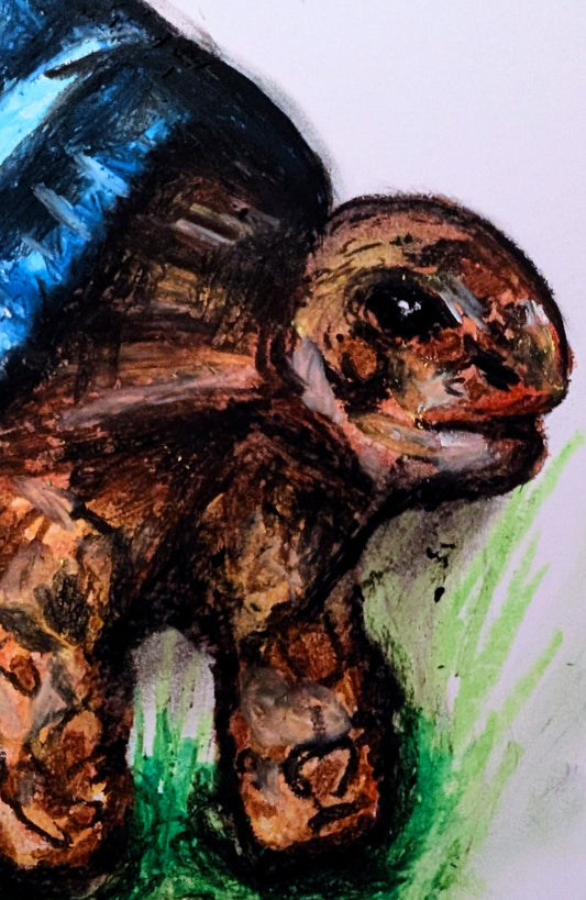 Tortoise With Hat Shell A4 Drawing Unframed - Unorthodox Zoo