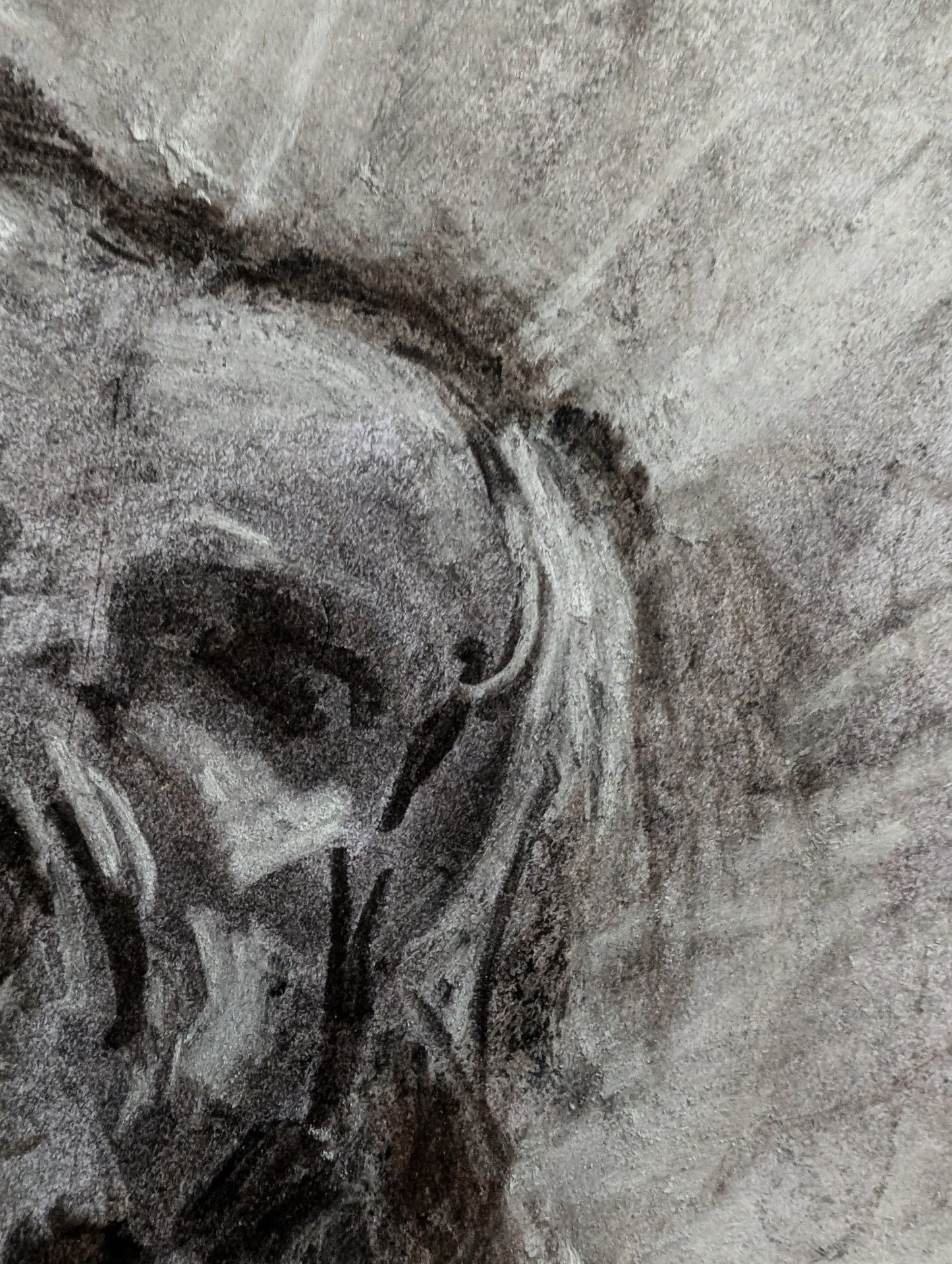 Black And White Charcoal Dog A3 Size Unframed Drawing Ilustration