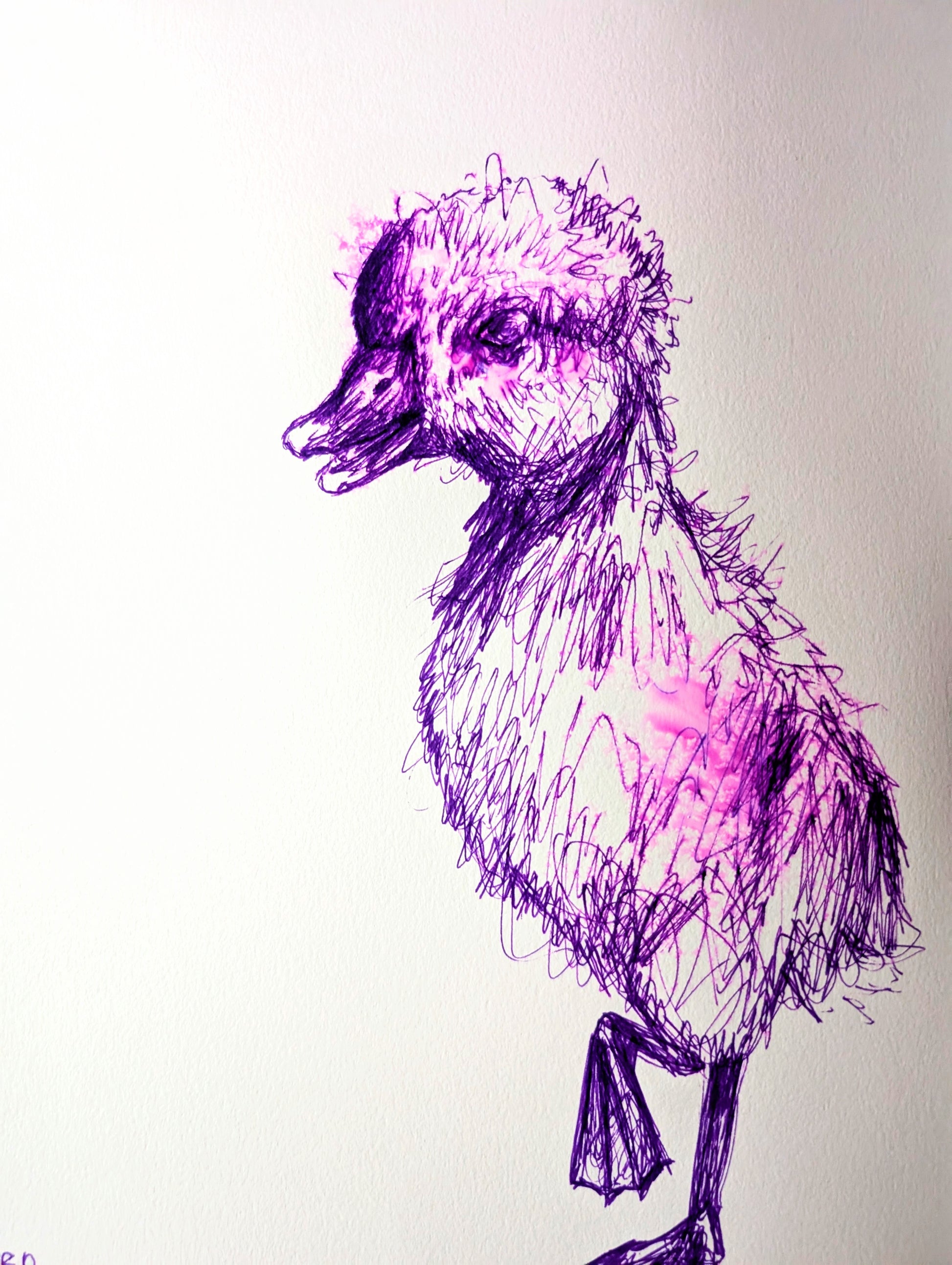 Purple Duckling With White Background Pen Drawing Illustration Sketch Art Portrait Unframed A4 Size - Unorthodox Zoo