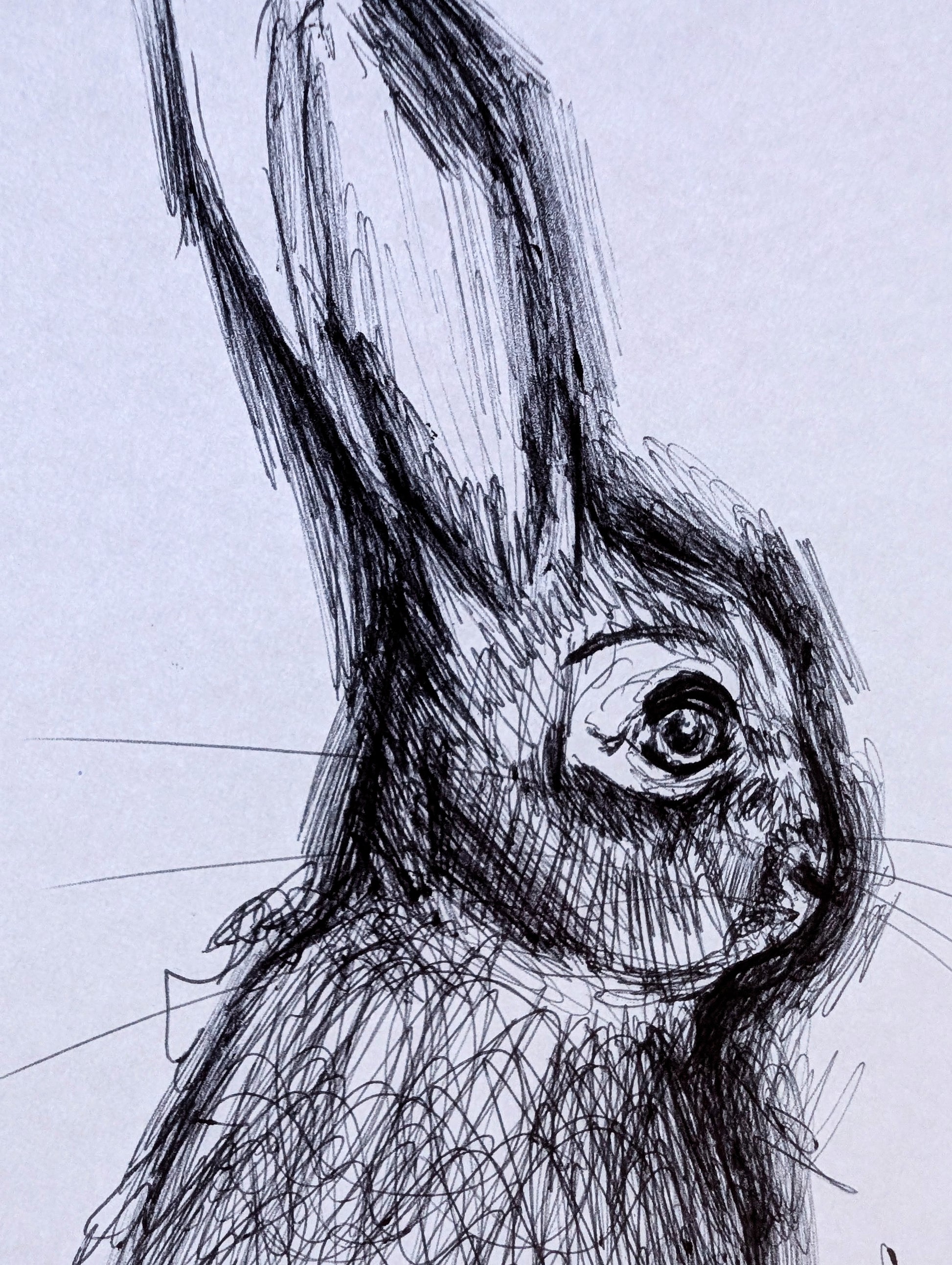 Rabbit With Grass Butterflies Pen Illustration Drawing Sketch Art Portrait Unframed A4 Size Artwork Expressive Sketch Drawing - Unorthodox Zoo