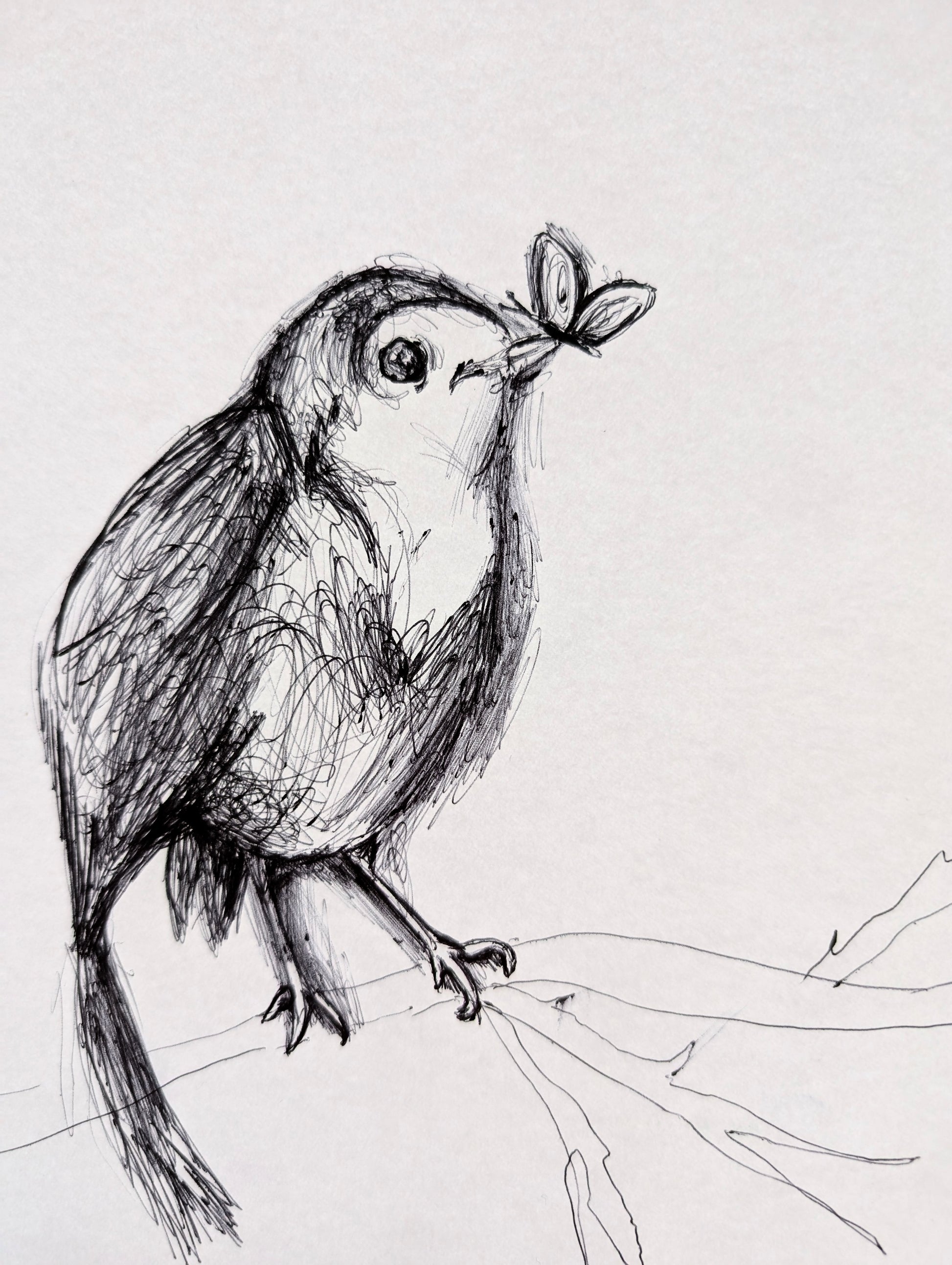 Robin Bird With Butterfly On Tree Branch Pen Illustration Drawing Sketch Art Portrait Unframed A4 Size - Unorthodox Zoo