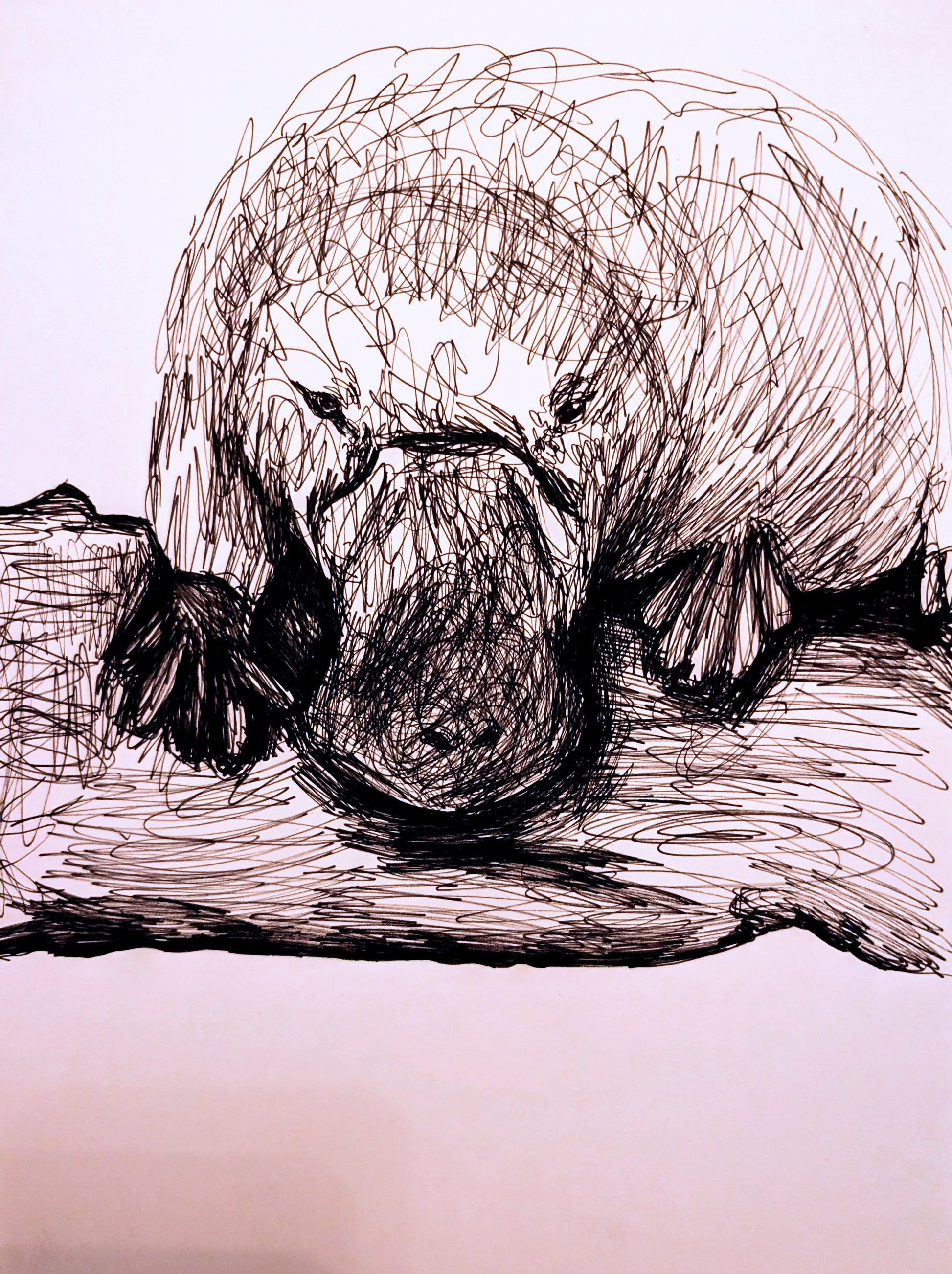 Platypus On A Log Resting Pen Illustration Drawing Sketch Art Portrait Unframed A4 Size - Unorthodox Zoo