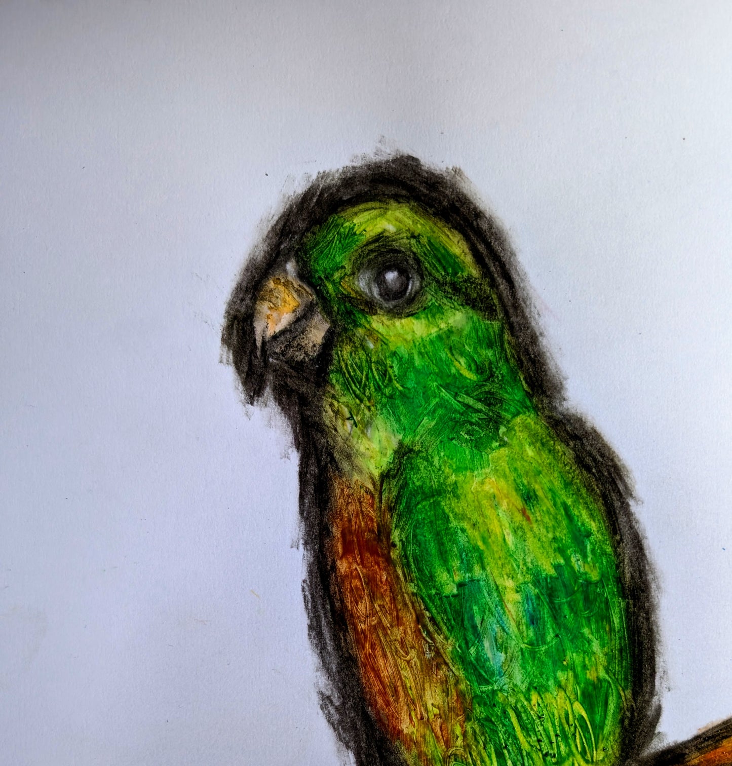 Green Parrot Bird On A Twig Oil Pastel Drawing Illustration Sketch Art Portrait Unframed A4 Size - Unorthodox Zoo