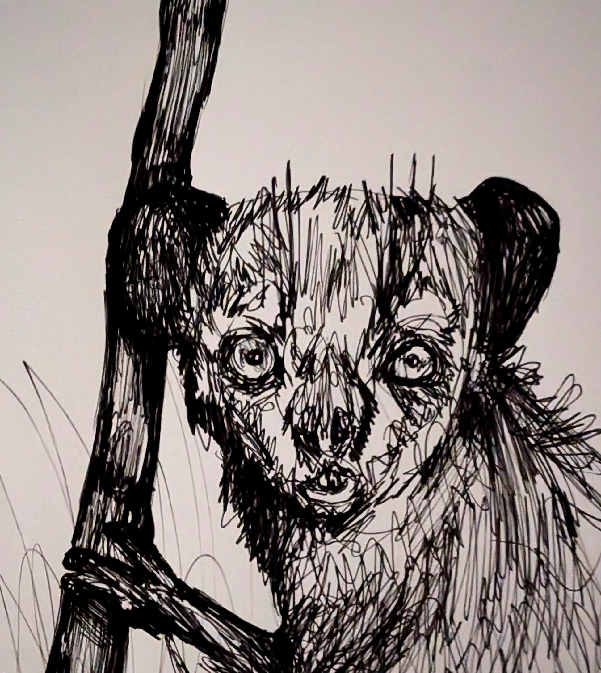 Aye Aye Lemur Looking Out Holding Tree Grass In front Pen Illustration Drawing Sketch Art Portrait Unframed A4 Size Animal Art - Unorthodox Zoo
