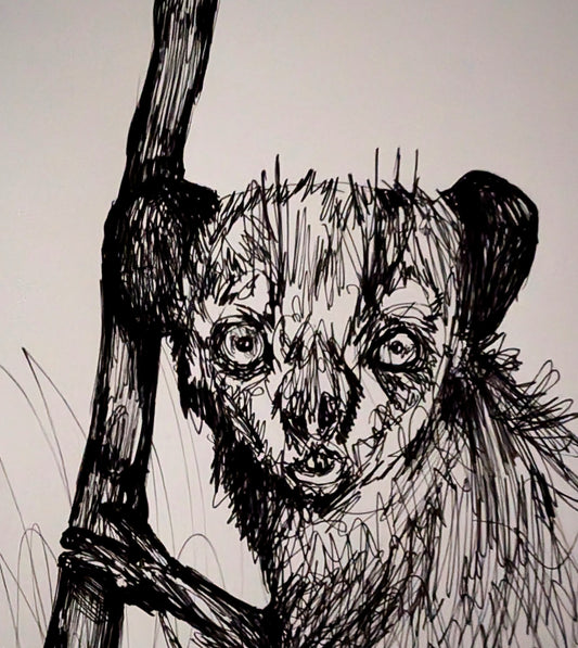 Aye Aye Lemur Looking Out Holding Tree Grass In front Pen Illustration Drawing Sketch Art Portrait Unframed A4 Size Animal Art - Unorthodox Zoo