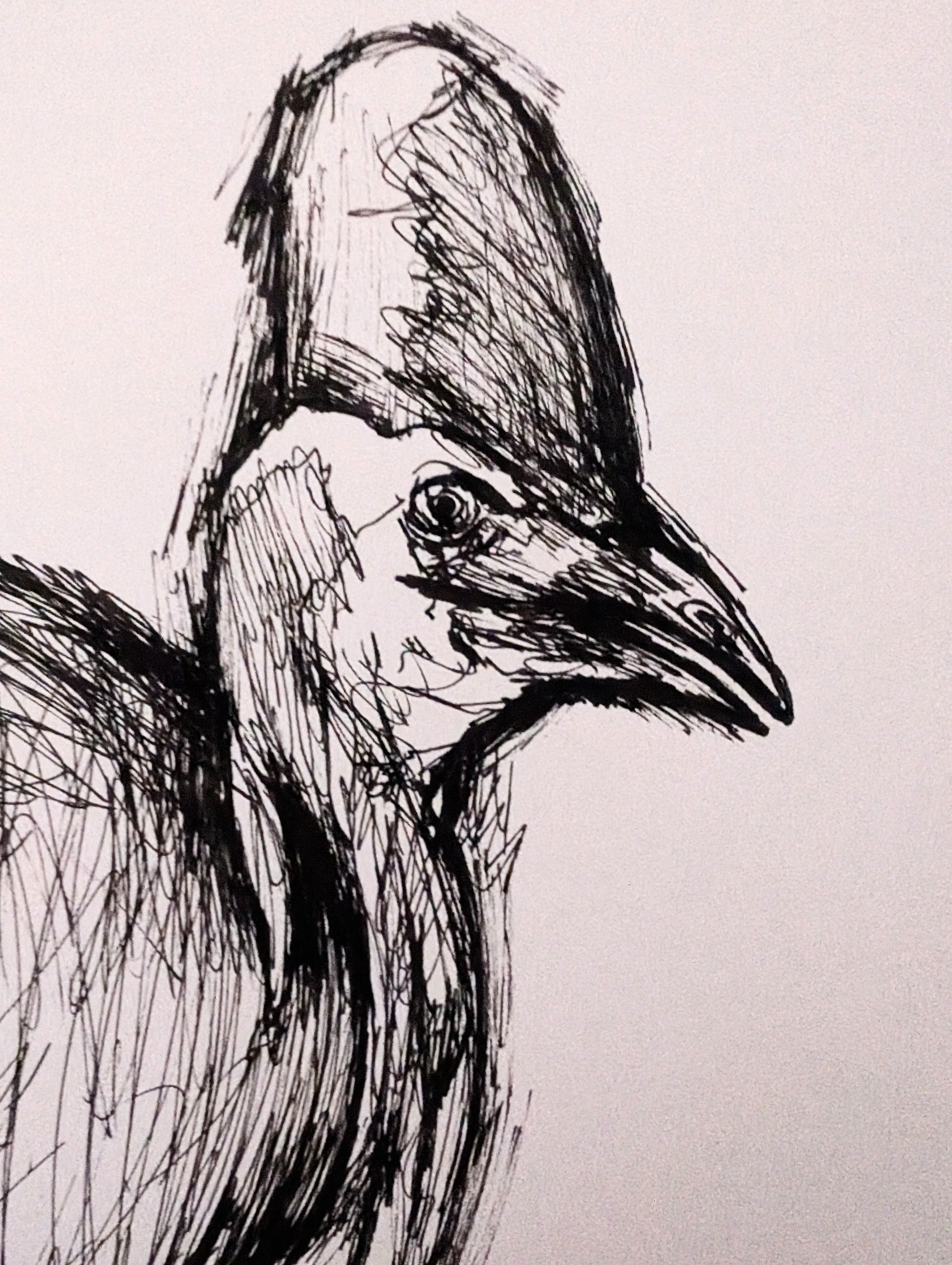 Southern Cassowary Pen Portrait Unframed A4 Size Sketch Drawing Illustration Art - Unorthodox Zoo