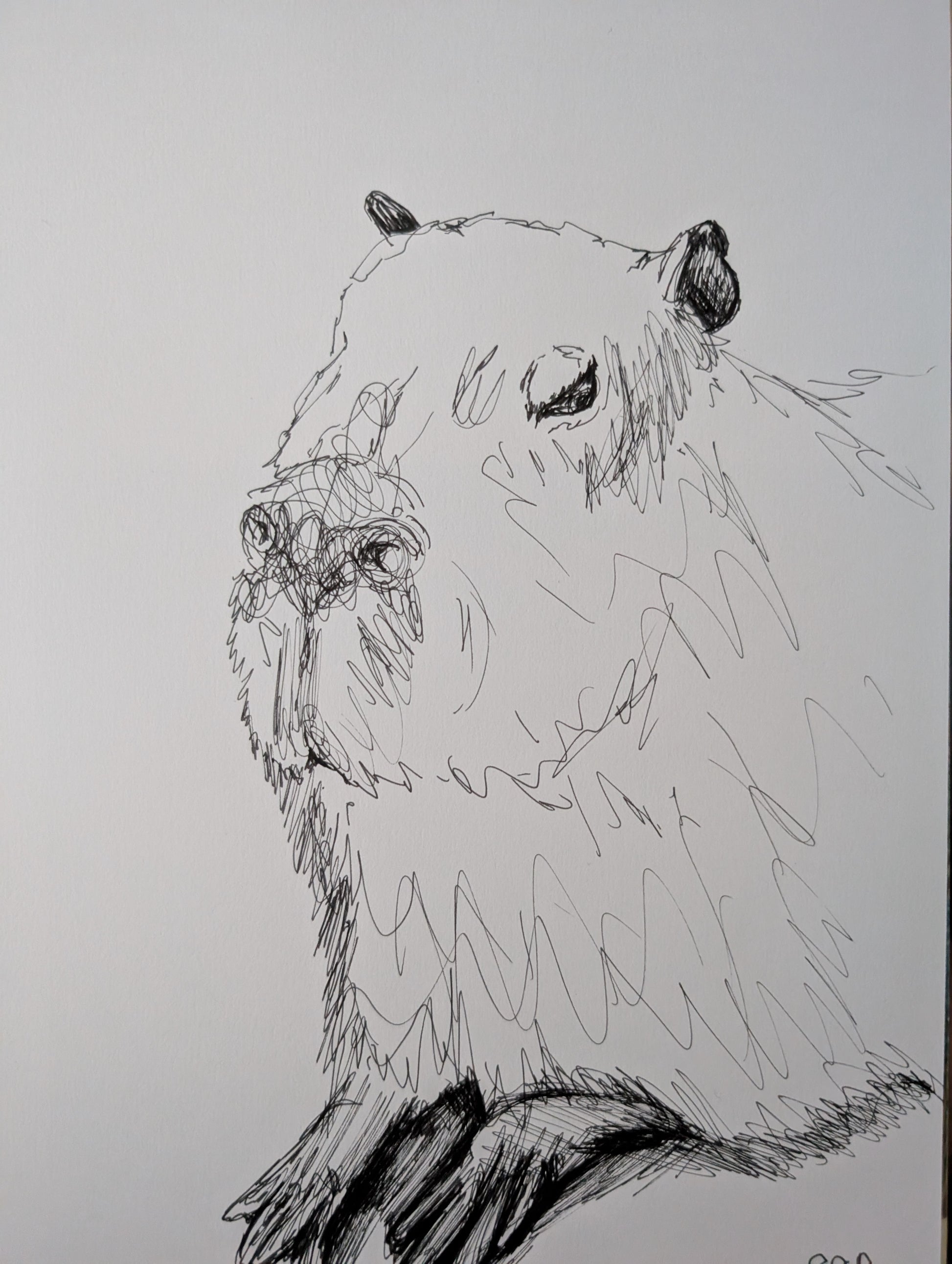 Capybaras Has Enough Pen Illustration Drawing Sketch Art Portrait Unframed A4 Size - Unorthodox Zoo