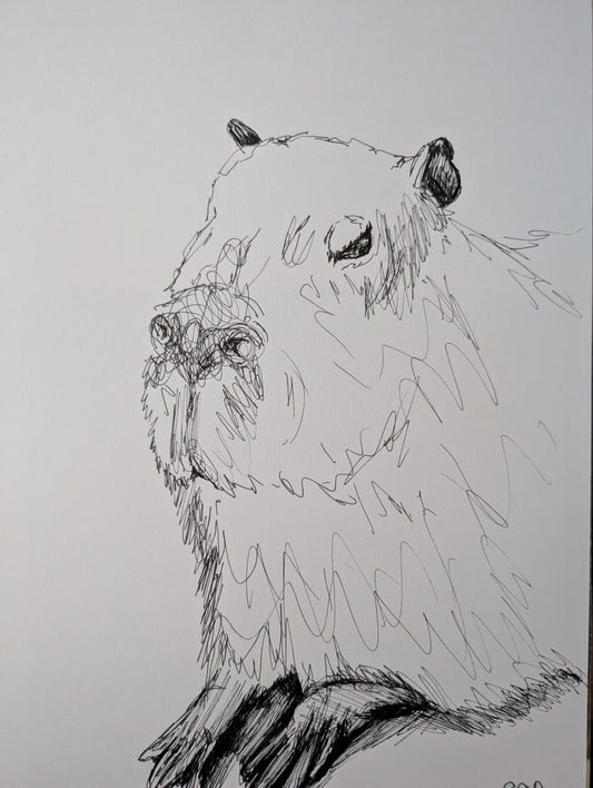 Capybaras Has Enough Pen Illustration Drawing Sketch Art Portrait Unframed A4 Size - Unorthodox Zoo