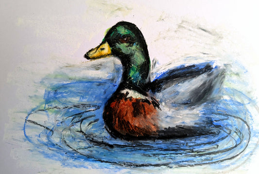 Green Brown White Duck With Yellow Beak Bill With Blue Water Oil Pastel Drawing Illustration Sketch Art Unframed A4 Size - Unorthodox Zoo