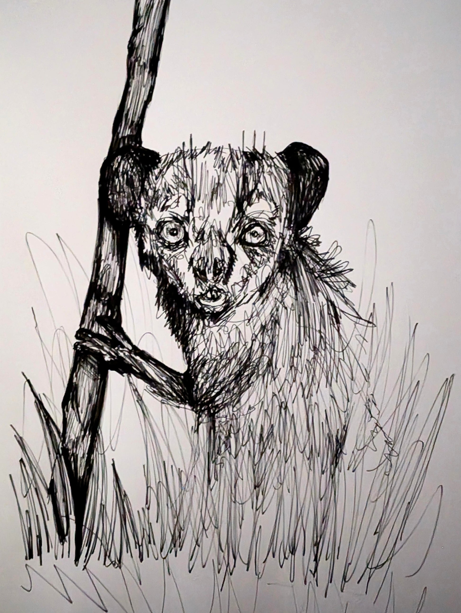 Aye Aye Lemur Looking Out Holding Tree Grass In front Pen Illustration Drawing Sketch Art Portrait Unframed A4 Size Animal Art - Unorthodox Zoo