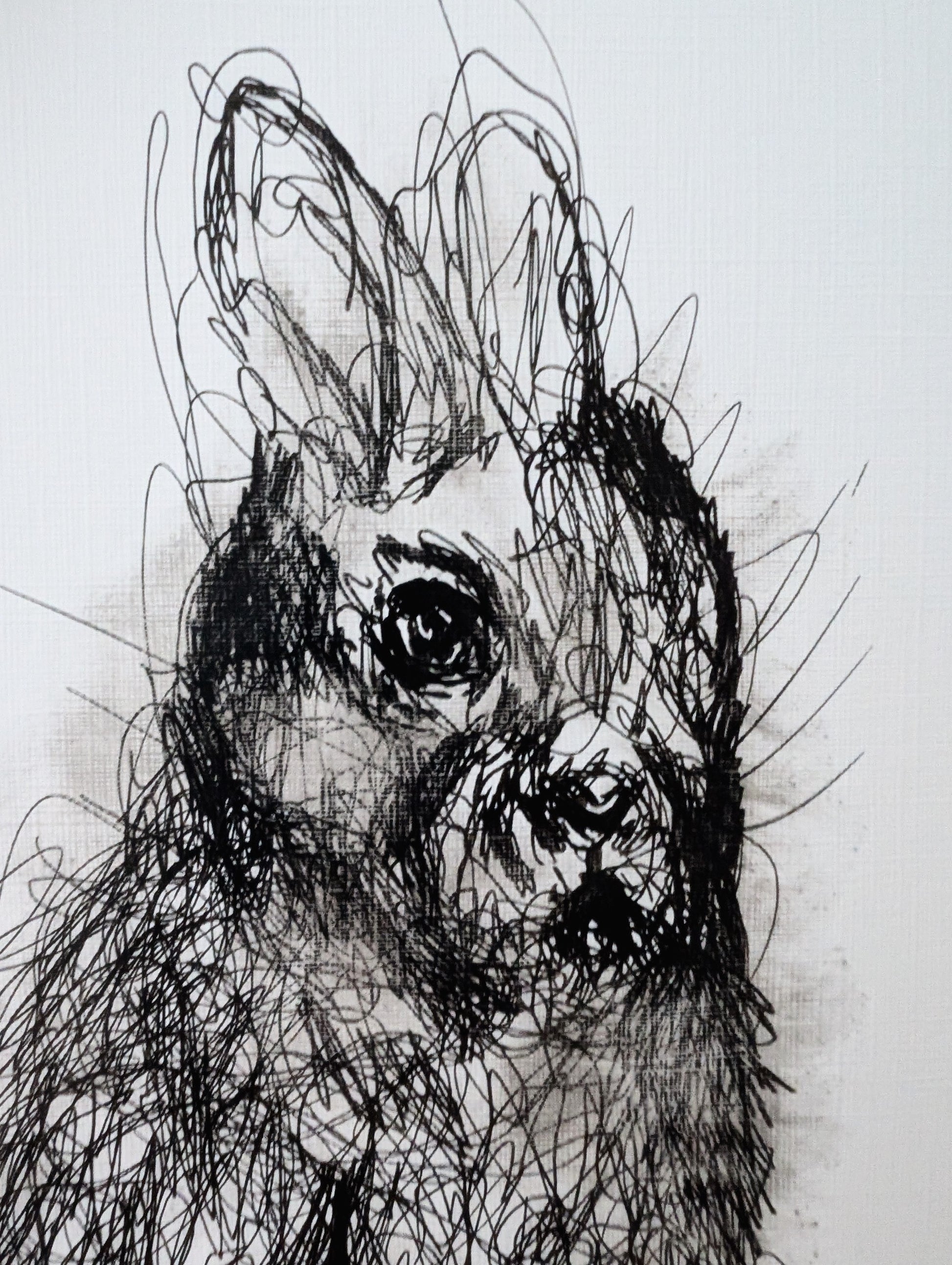 The Fluffy Bunny Rabbit With Sudge Marks Expressive Fur Pen Illustration Drawing Sketch Art Portrait Size 17.8 cm x 25.4 cm Unframed - Unorthodox Zoo