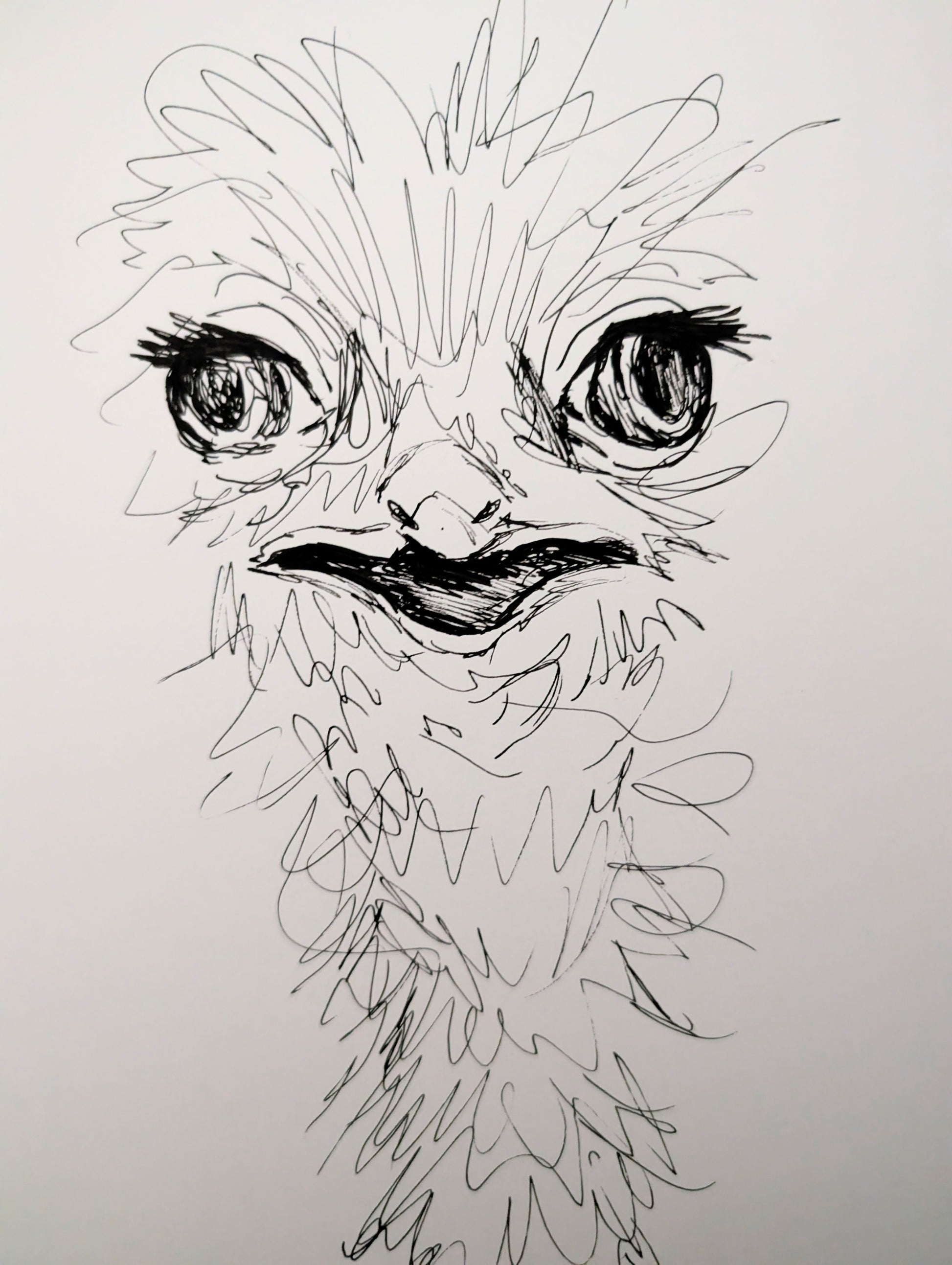 Ostrich Bird Pulling Funny Face Expressive Drawing Pen Illustration Drawing Sketch Art Portrait Unframed A4 Size - Unorthodox Zoo