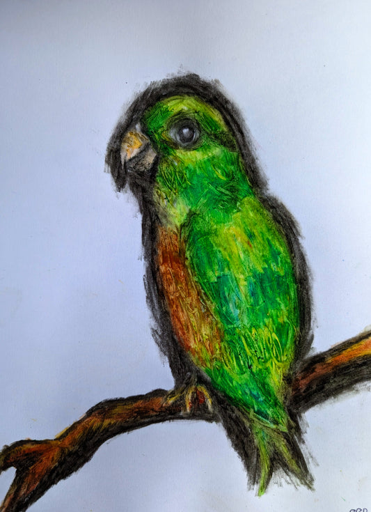 Green Parrot Bird On A Twig Oil Pastel Drawing Illustration Sketch Art Portrait Unframed A4 Size - Unorthodox Zoo