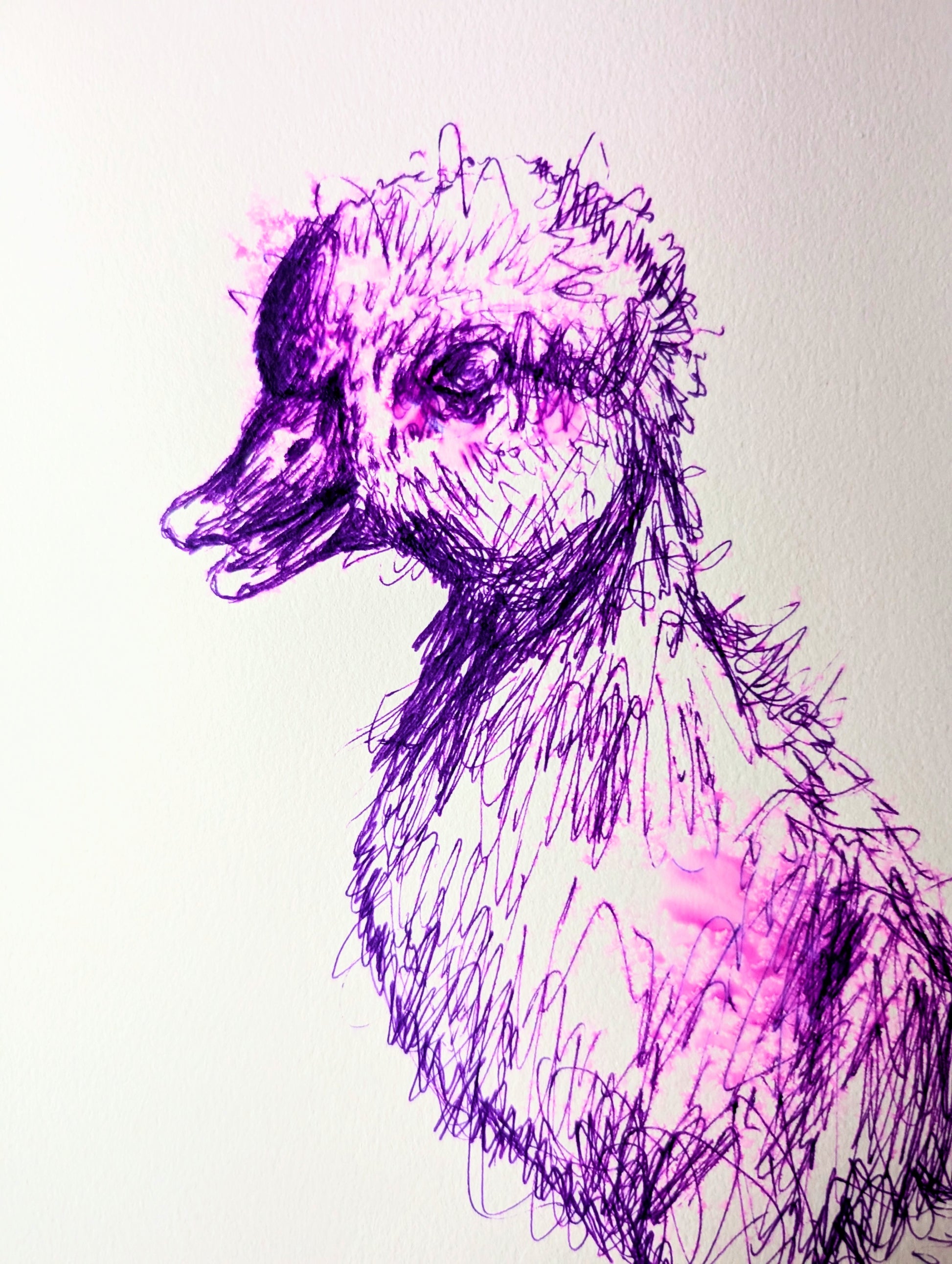 Purple Duckling With White Background Pen Drawing Illustration Sketch Art Portrait Unframed A4 Size - Unorthodox Zoo