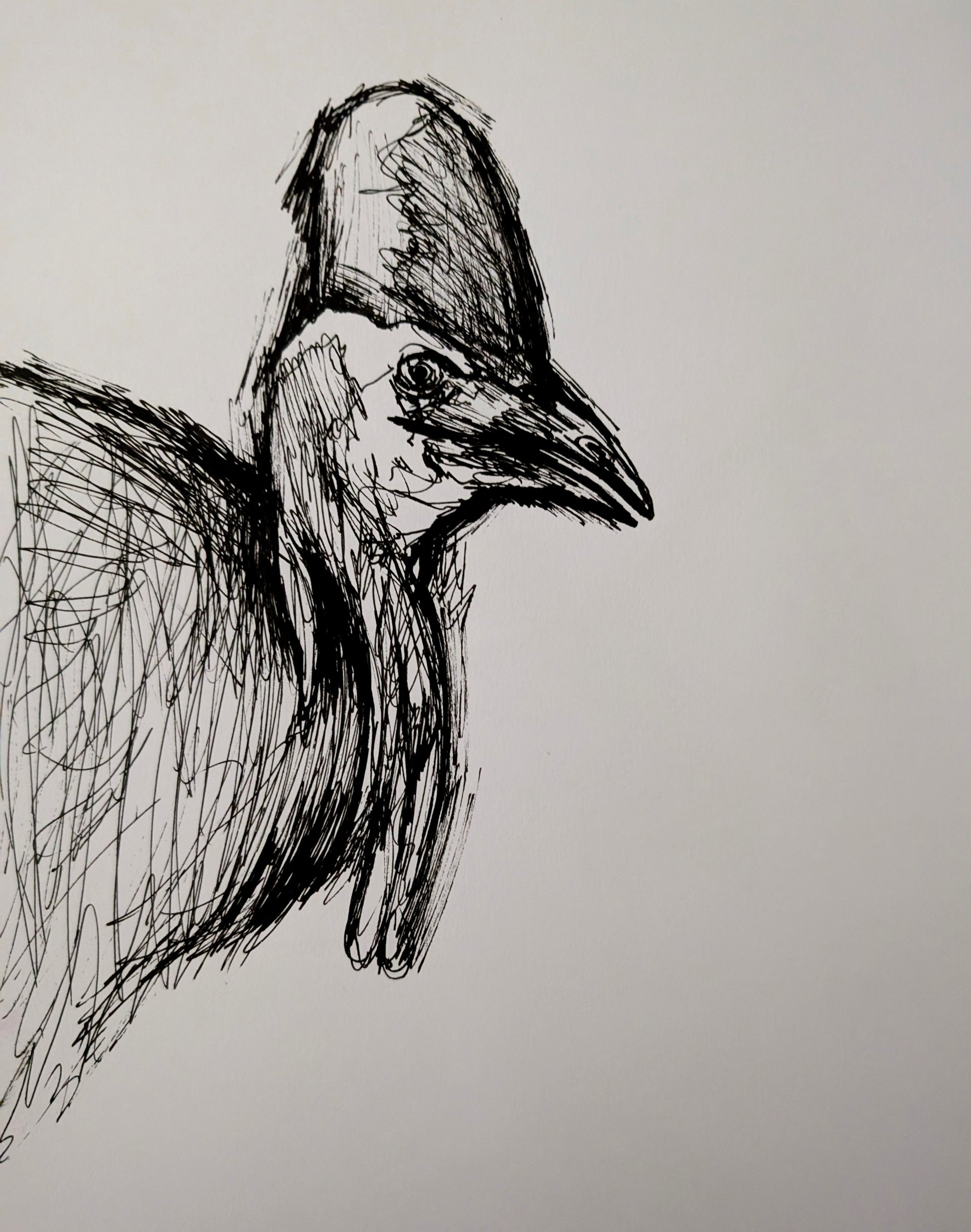 Southern Cassowary Pen Portrait Unframed A4 Size Sketch Drawing Illustration Art - Unorthodox Zoo