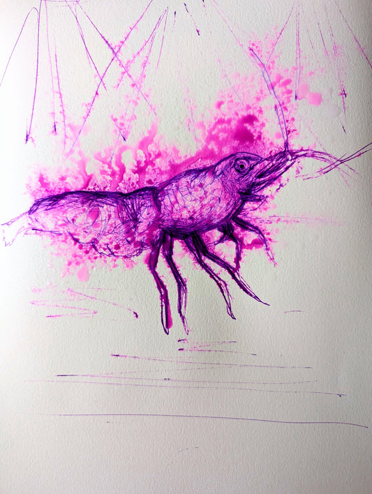 Purple Dancing Shrimp With Spotlights Pen Illustration Sketch Art Portrait Drawing A4 Size Unframed - Unorthodox Zoo