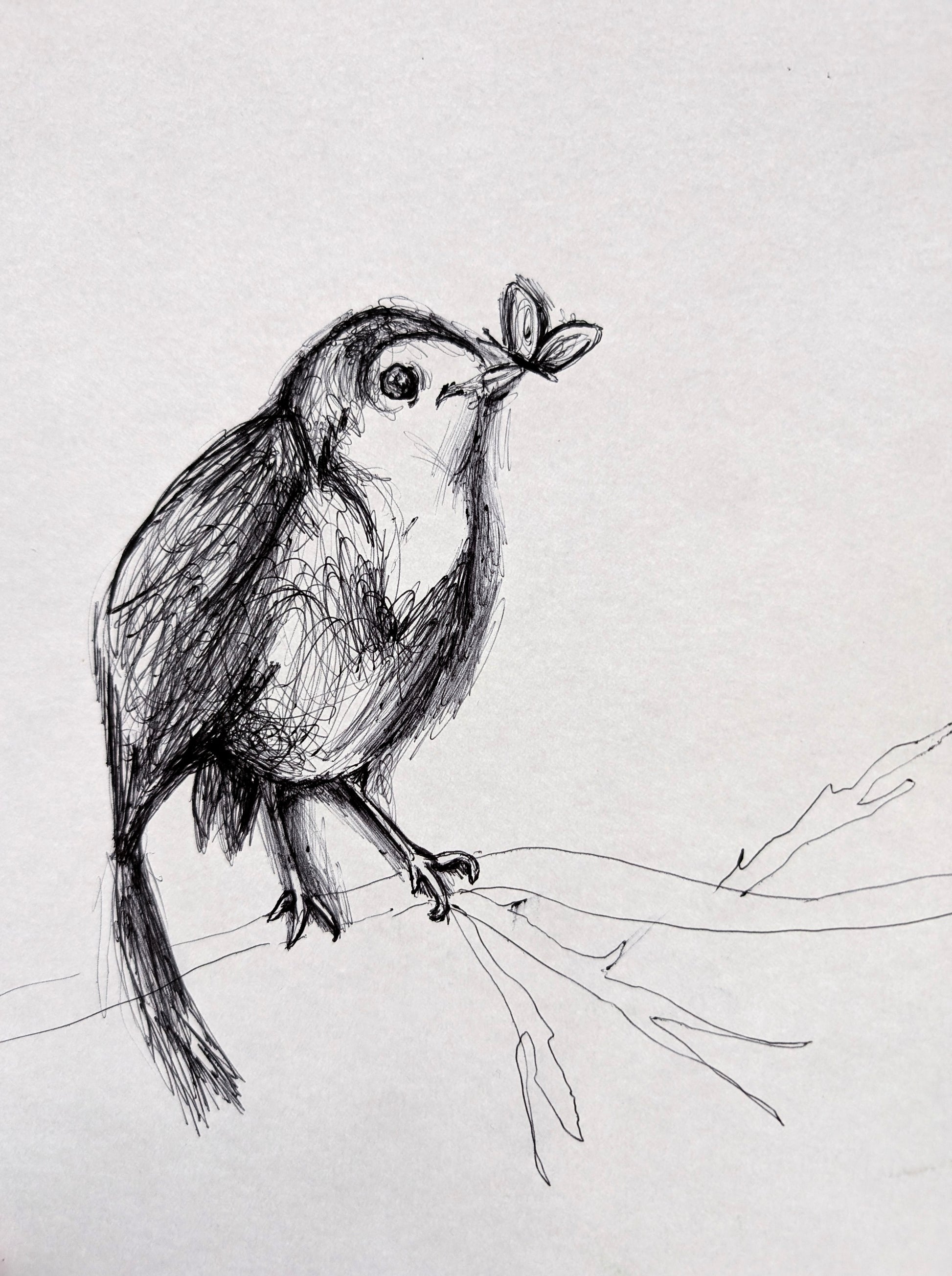 Robin Bird With Butterfly On Tree Branch Pen Illustration Drawing Sketch Art Portrait Unframed A4 Size - Unorthodox Zoo