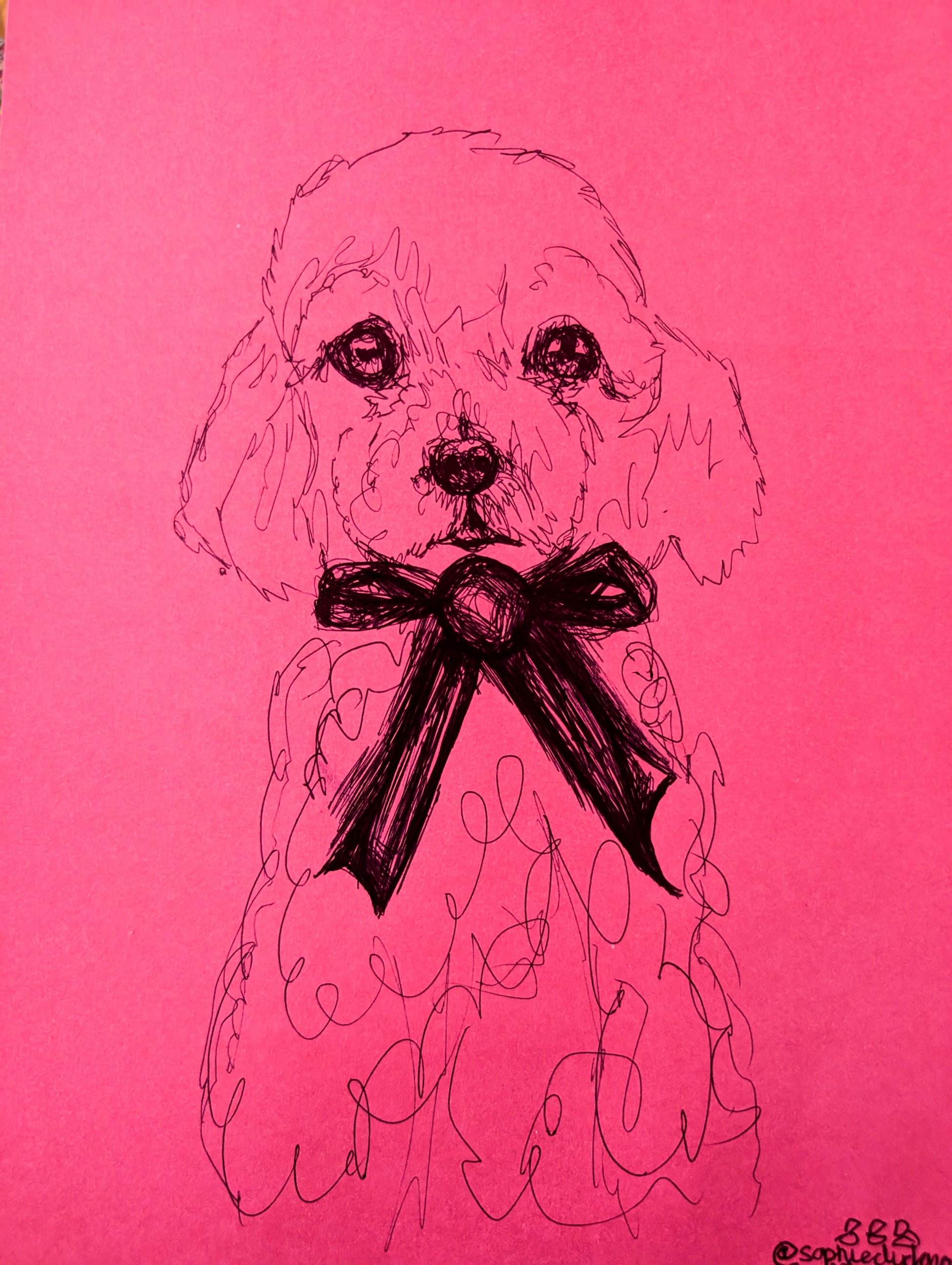 Poodle Dog Puppy Pen Drawing Illustration Sketch Art Portrait Unframed A4 Size Pink Paper Ribbon Bow - Unorthodox Zoo