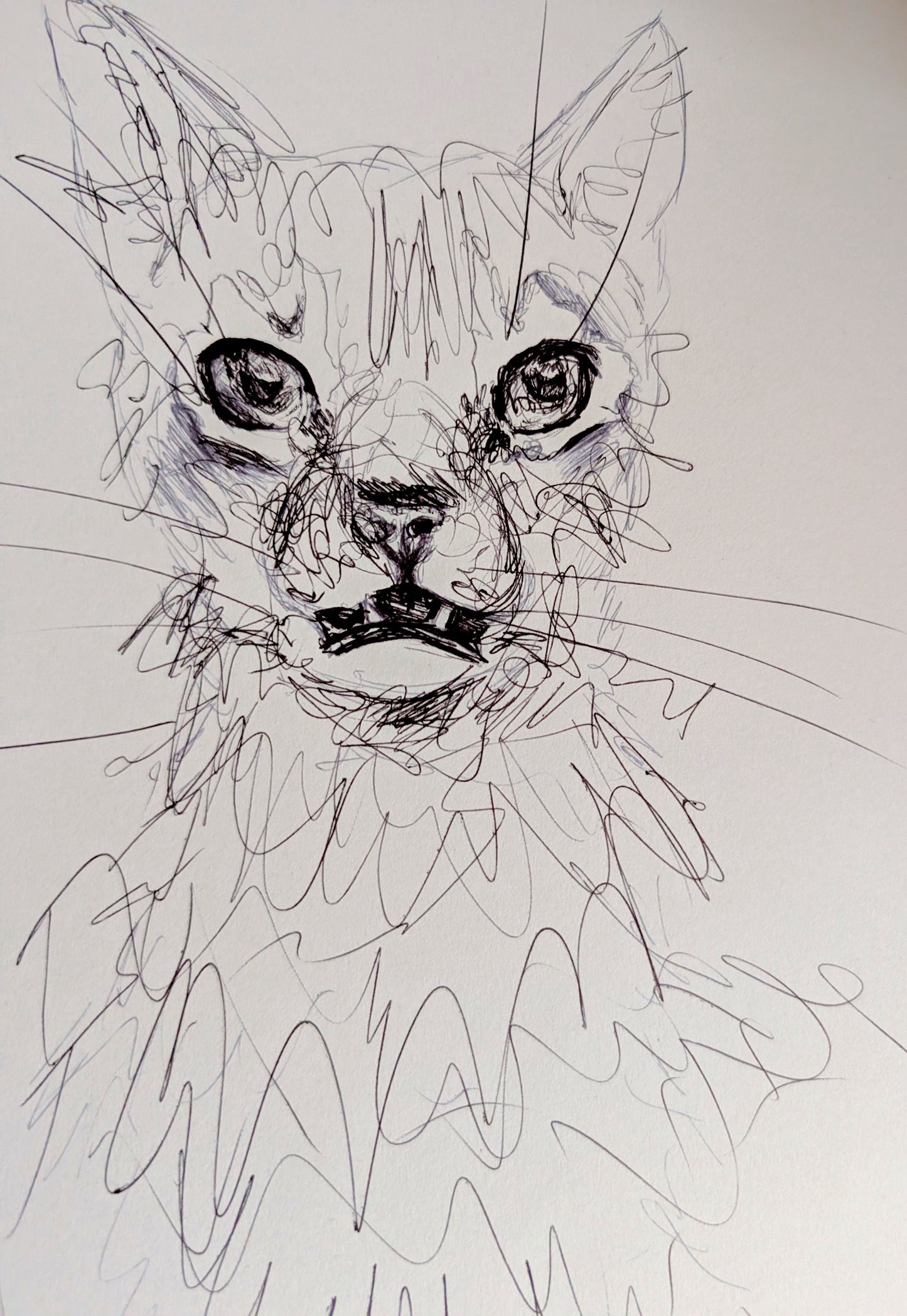 Uh Wut Cat Illustration Drawing Sketch Art Portrait Unframed A4 Size Animal Portraiture