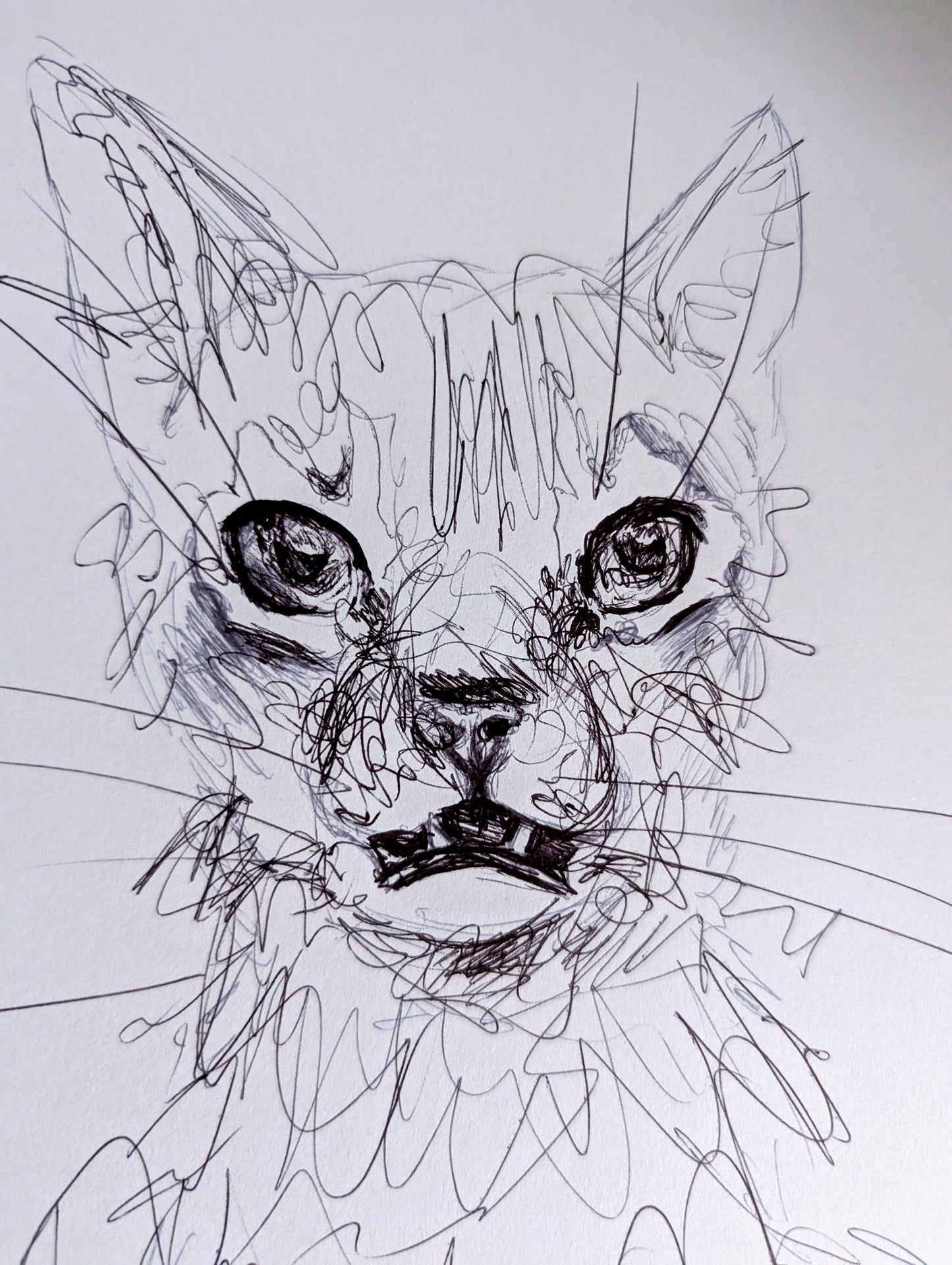 Uh Wut Cat Illustration Drawing Sketch Art Portrait Unframed A4 Size Animal Portraiture