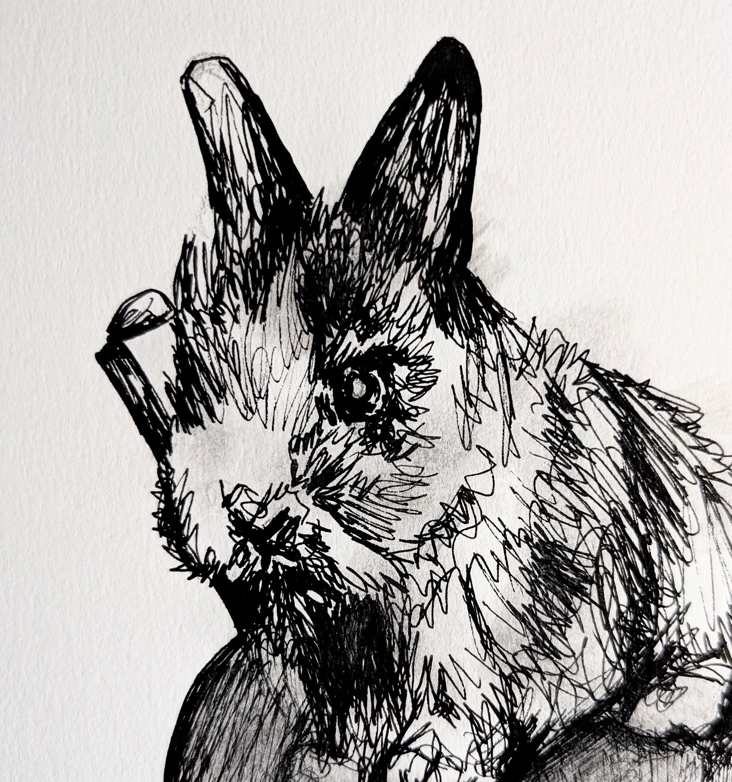 Rabbit Bunny With Bitten Apple Pen Illustration Drawing Sketch Art Portrait Unframed A4 Size