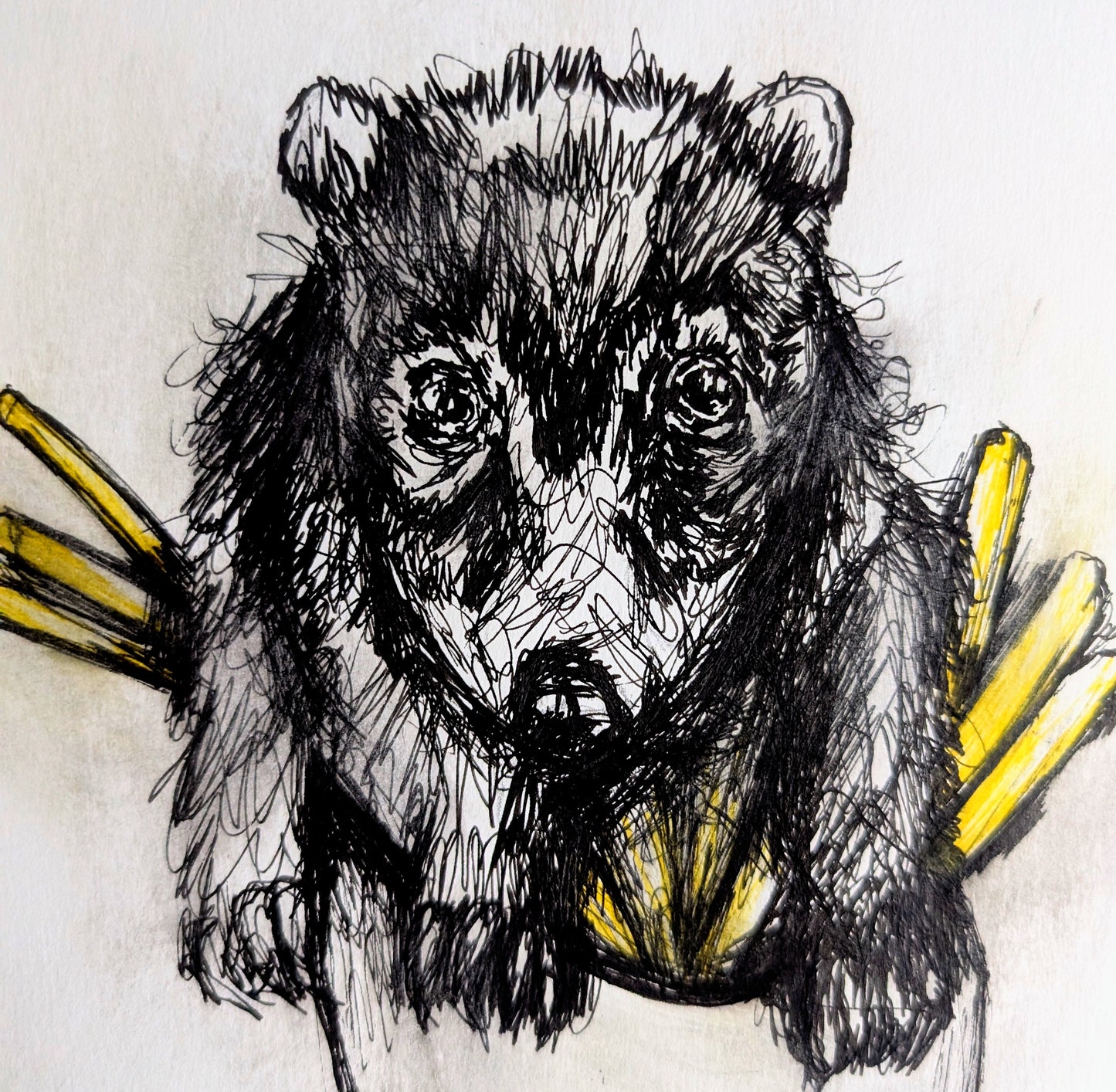 Racoon Animal In Fries Box Portrait Unframed A4 Size Handrawn Pen Illustration Drawing Sketch Art